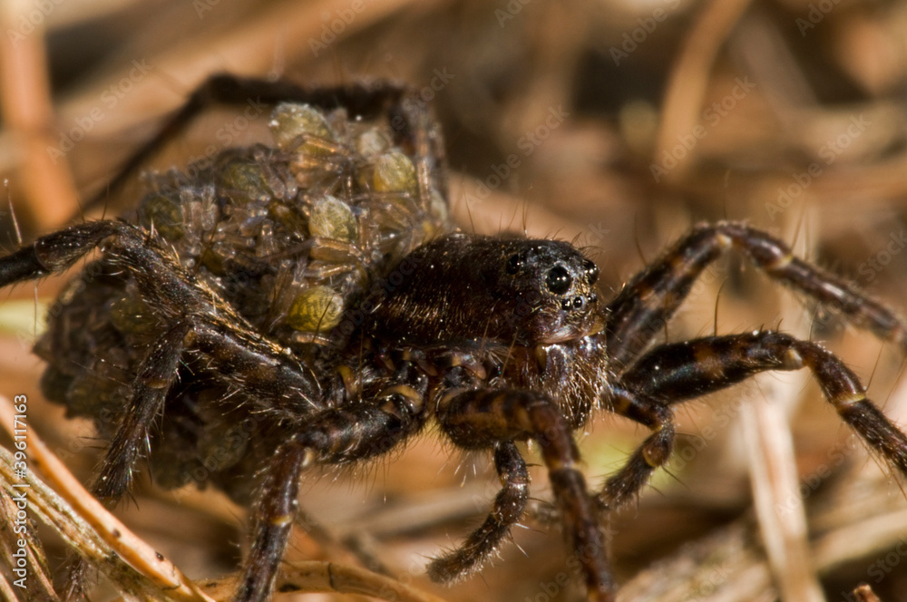 Wolf spider (Pardosa sp) female with juveniles on its back, Italy. Wolf spider (Pardosa sp) female with juveniles on its back, Italy.