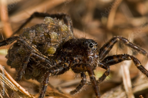 Wolf spider (Pardosa sp) female with juveniles on its back, Italy. © Federico