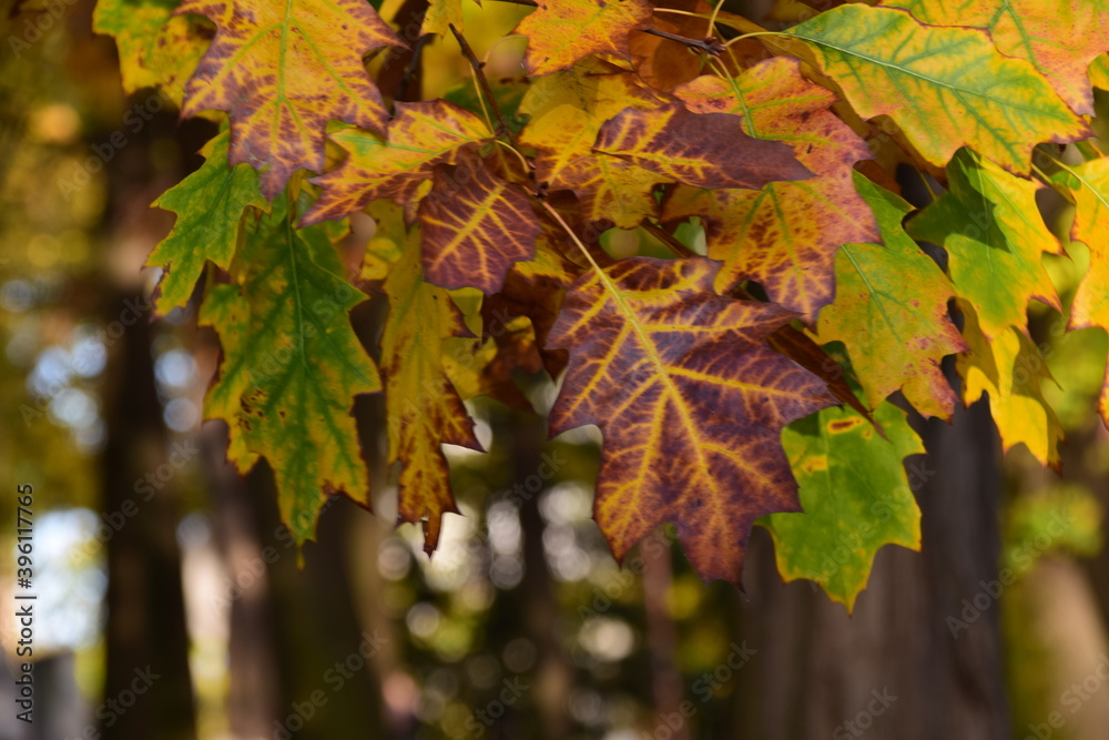 Fototapeta premium autumn leaves on a tree