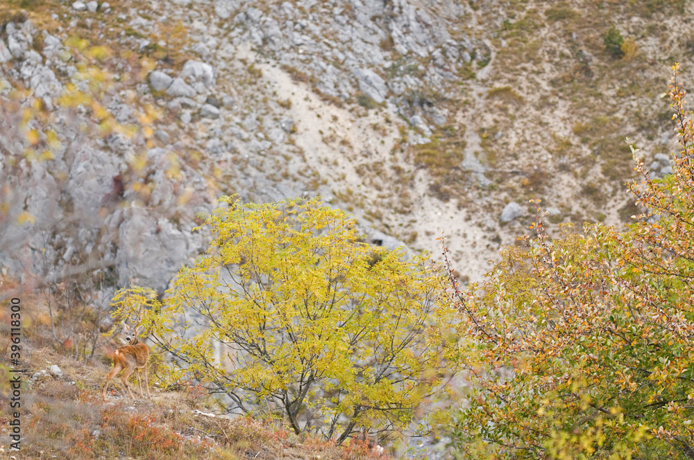 Roe deer (Capreolus capreolus), Cotian alps, Italy.