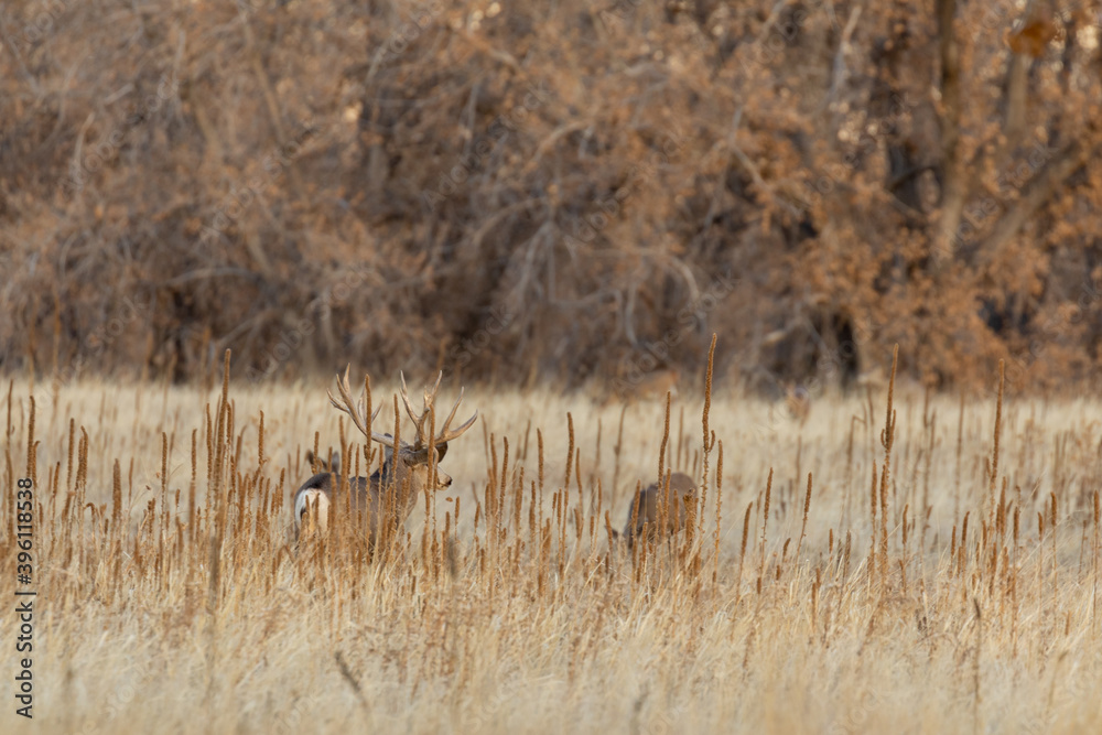 Mule Deer Buck in Colorado During the Rut in Autumn Mule Deer Buck in Colorado During the Rut in Autumn