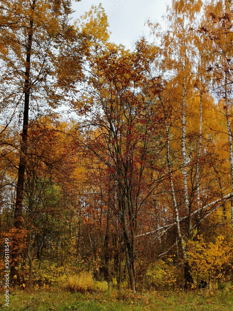 autumn in the park