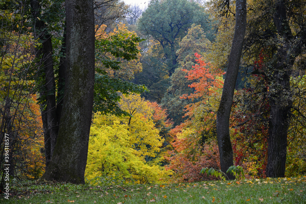 Fototapeta premium Autumn colors in the National Dendrology Park of Sofiyivka, Uman, Ukraine.