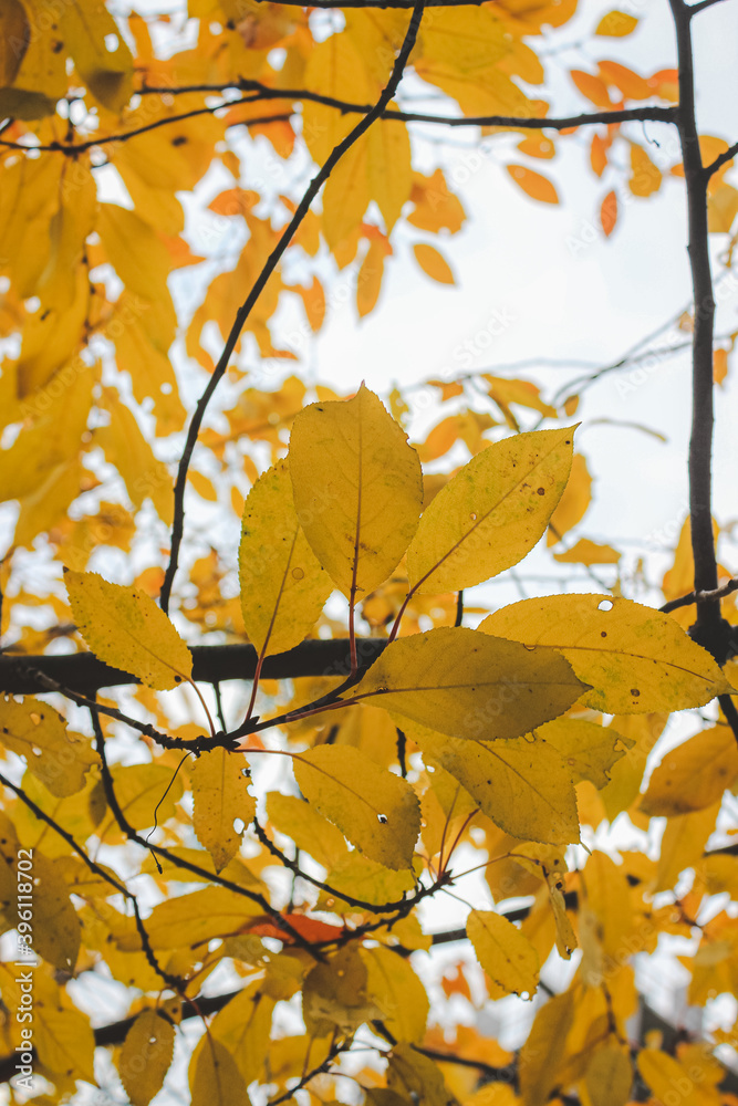 Beautiful yellow leaves on a tree in autumn in Kiev, Ukraine
