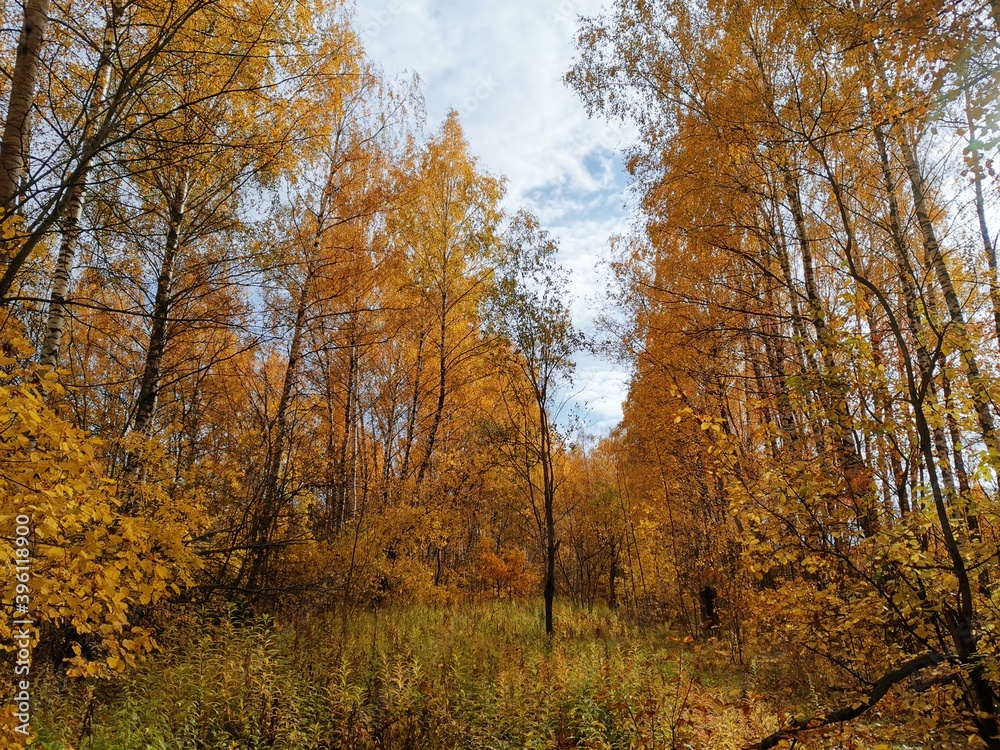 Fototapeta premium autumn in the forest
