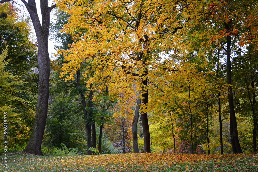 Autumn colors in the National Dendrology Park of Sofiyivka, Uman, Ukraine.