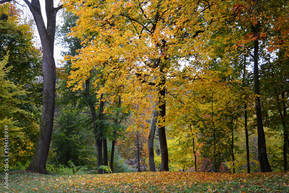 Autumn colors in the National Dendrology Park of Sofiyivka, Uman, Ukraine. Autumn colors in the National Dendrology Park of Sofiyivka, Uman, Ukraine.
