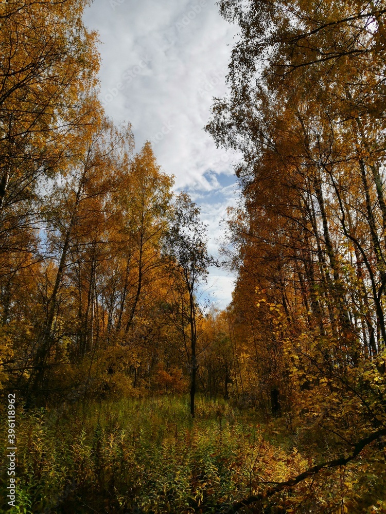 Fototapeta premium autumn in the forest