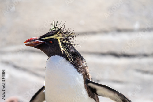Northern rockhopper penguin, Moseleys rockhopper penguin, or Moseleys penguin