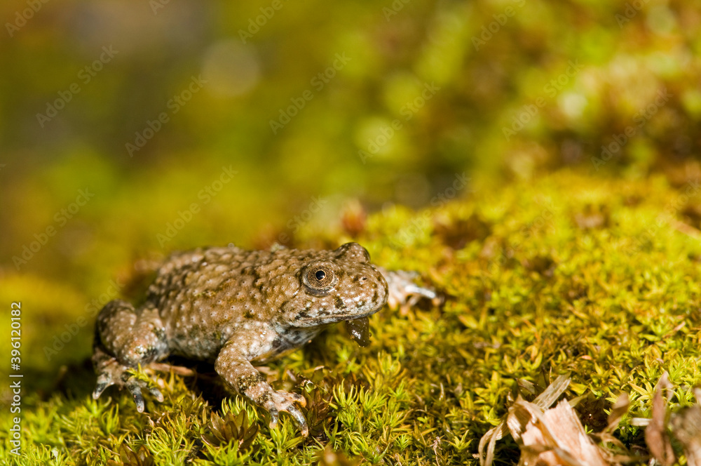 Apennine yellow-bellied toad (Bombina pachypus), Liguria, Italy. Apennine yellow-bellied toad (Bombina pachypus), Liguria, Italy.