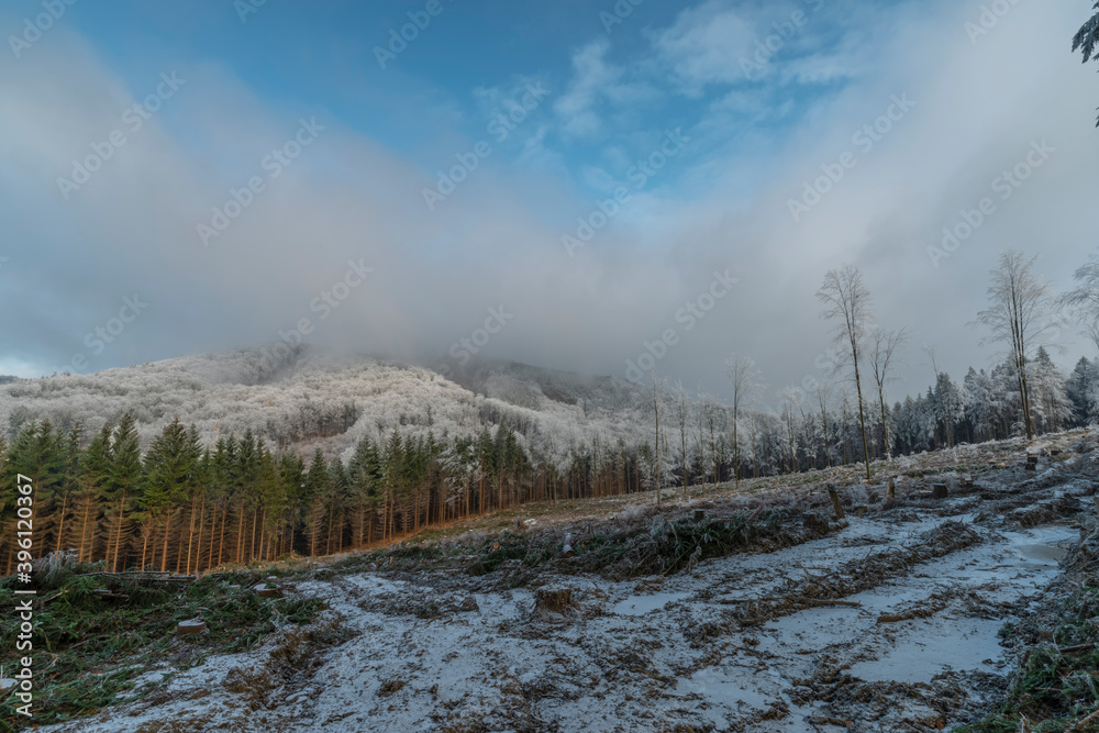 Opening after cut down tree in winter day near Hostyn hill in east Moravia