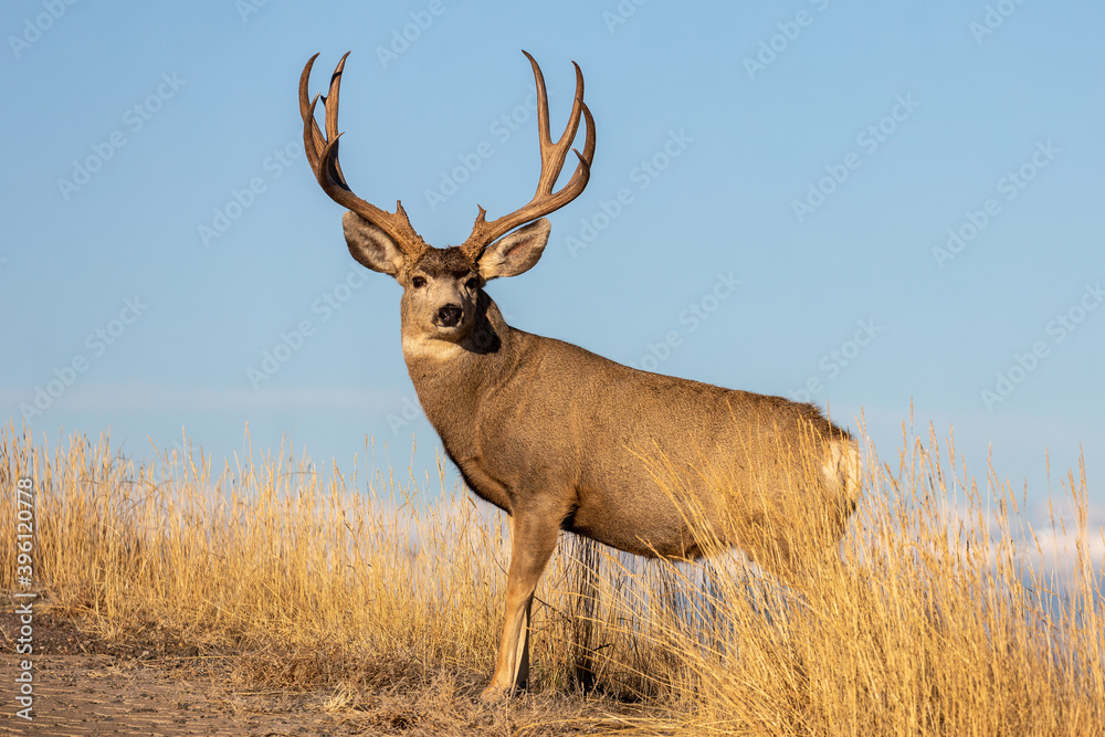 Mule Deer Buck in Colorado During the Rut in Autumn Mule Deer Buck in Colorado During the Rut in Autumn