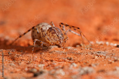 Spitting spider (Scytodes thoracica).
