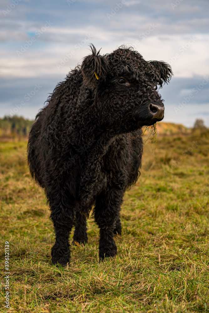 Fototapeta premium Galloway cattle at the Bannwaldturm Pfrunger-Burgweiler Ried