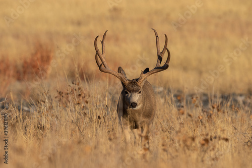 Mule Deer Buck in Colorado During the Rut in Autumn
