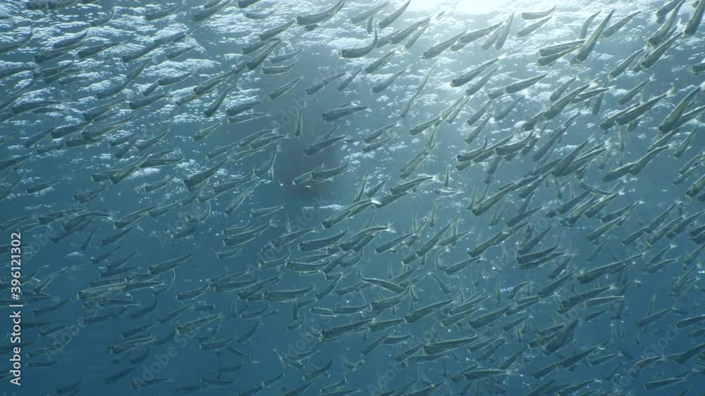 silverside fish scenery underwater sun beams sun rays underwater mediterranean sea sun shine relaxing ocean scenery silverside fish scenery underwater sun beams sun rays underwater mediterranean sea sun shine relaxing ocean scenery