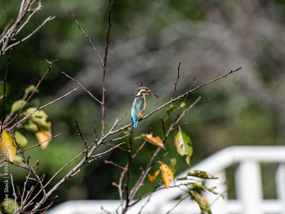 common kingfisher in bare tree 3 common kingfisher in bare tree 3