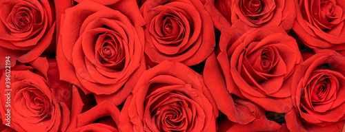 Floral background with red roses. Flowers top view. Web banner