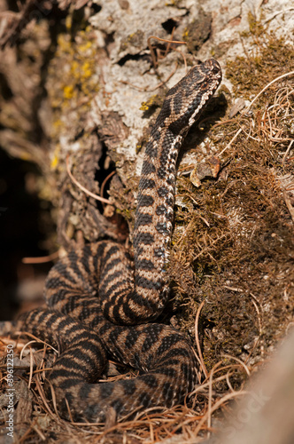 Asp viper (Vipera aspis), Italy.