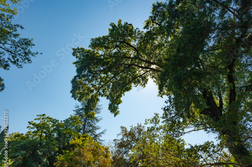 crown of a large green tree against the blue sky