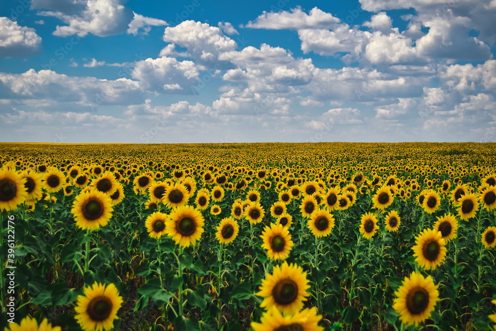 Fototapeta premium sunflower field with sky