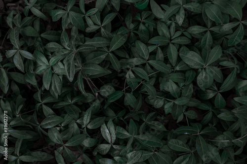 green leaf background in dark light