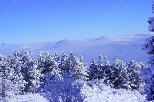 Spruce covered with snow high in the mountains. Beautiful alpine winter landscape. Snowy mountains. Highlands, mountains and gorges.