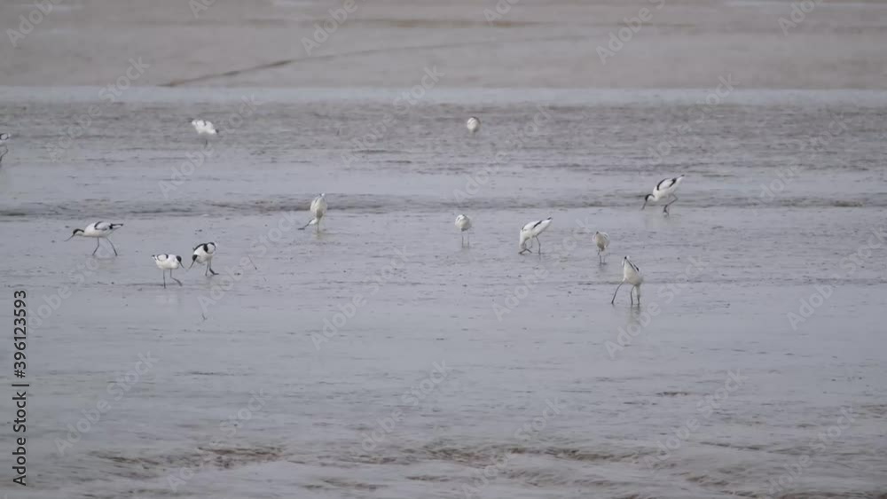 Waders on mud in the humber estuary. Avocet. Waders on mud in the humber estuary. Avocet.