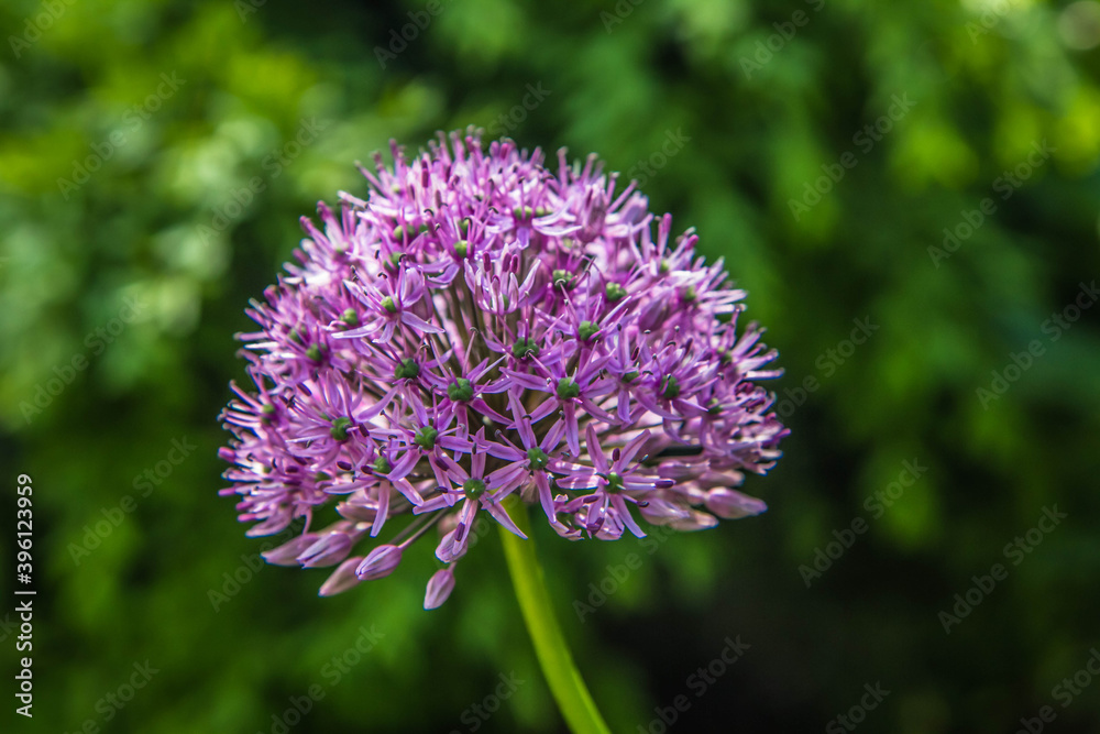 Giant Onion (Allium Giganteum) blooming in a garden
Giant Onion (Allium Giganteum) blooming in a garden