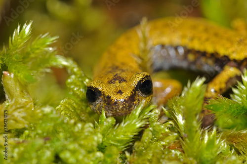 North-west italian cave salamander (Hydromantes strinatii), Apennine mountains, Italy. photo