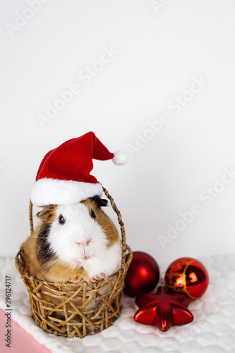 Christmas Guinea pig sitting in a basket, on the head of a red cap with a white bubo. Red balls are lying nearby. The background is white.