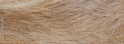 texture of natural wild brown fur background 