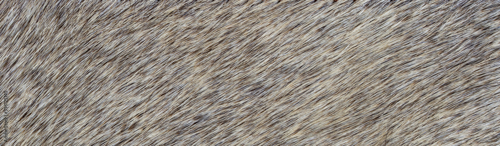 texture of natural wild gray fur background
texture of natural wild gray fur background