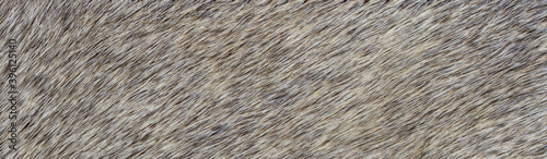 texture of natural wild gray fur background
