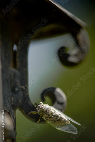 close up of a cicada