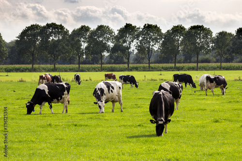 Black and white Holstein Friesian cows grazing in grassland.