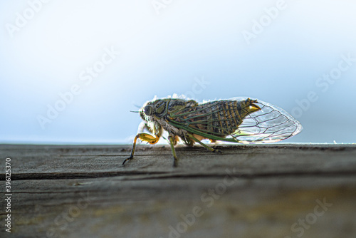 cicada