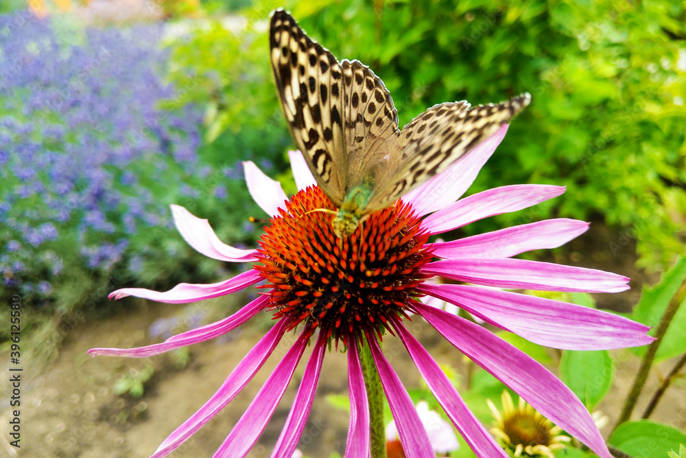 Beautiful butterfly on colorful flower in the garden. Beautiful butterfly on colorful flower in the garden.
