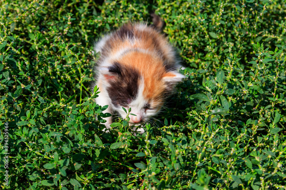 Fototapeta premium Small kitten on green grass on meadow