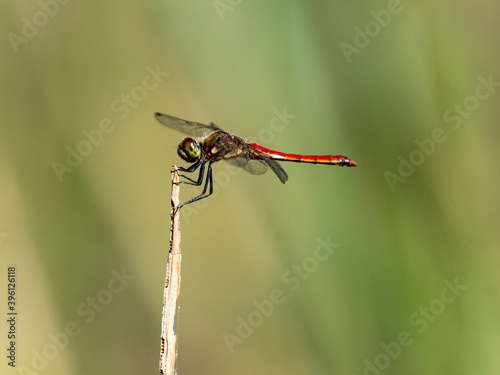 Autumn Darter perched on wetland reed 2