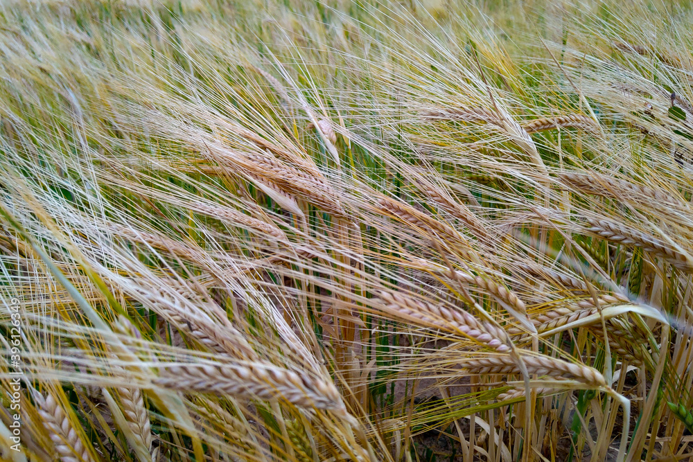 Closeup on golden wheat field at sunny summer day. Closeup on golden wheat field at sunny summer day.