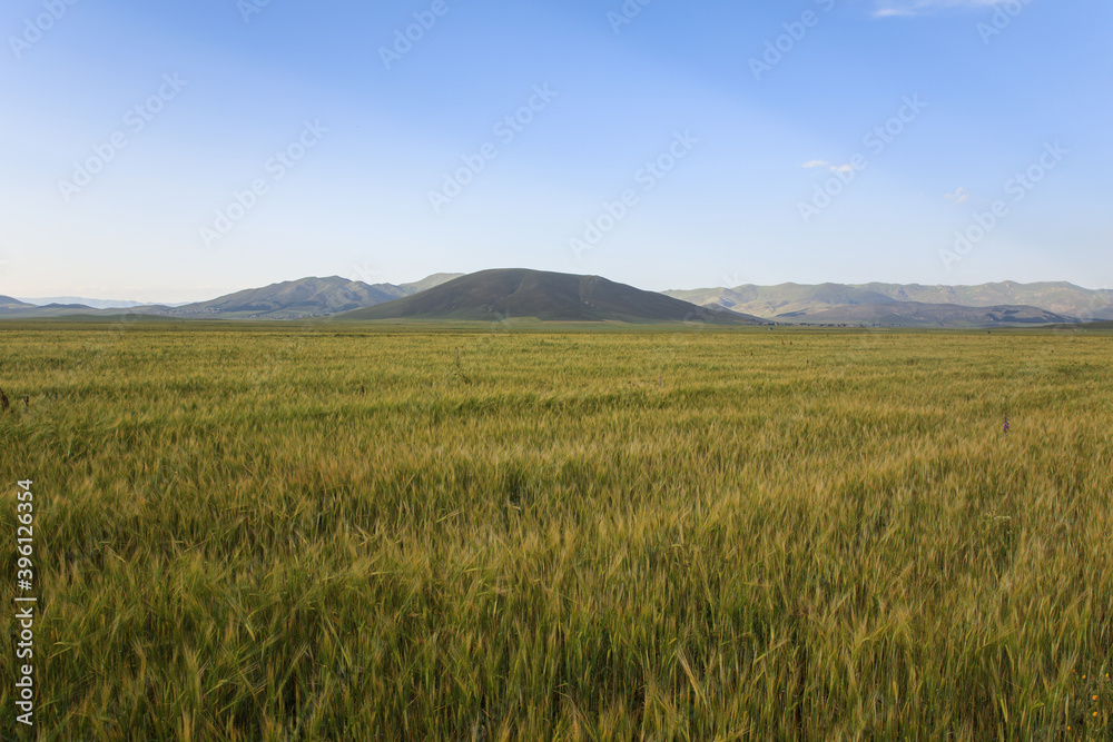 grain field and mountain grain field and mountain