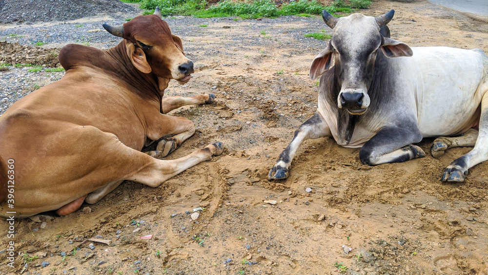 Cattle on roads in India. Indian stray bulls and cows are sitting