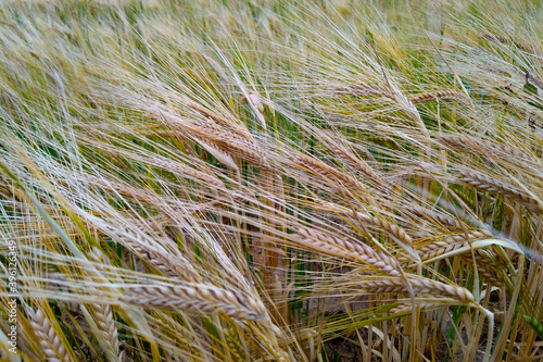 Closeup on golden wheat field at sunny summer day.