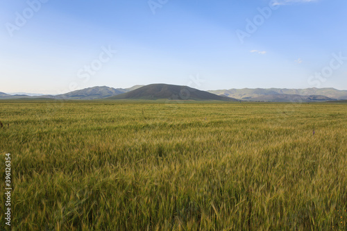 grain field and mountain