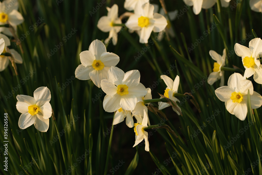White daffodils in their glory in the morning White daffodils in their glory in the morning