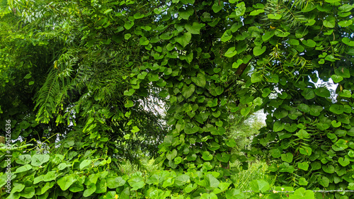 Climbing or Creeping Morning glory plants vines on the trees. white morning glory or obscure morning glory flower and leaf background