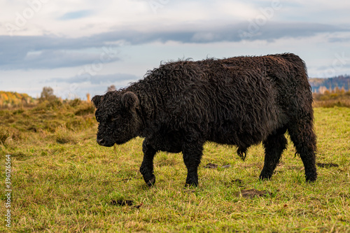 Galloway cattle at the Bannwaldturm Pfrunger-Burgweiler Ried photo