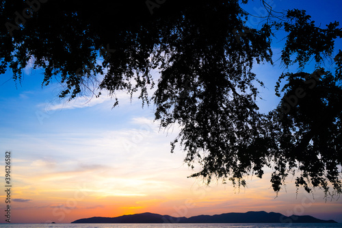 silhouette of tree on sunset