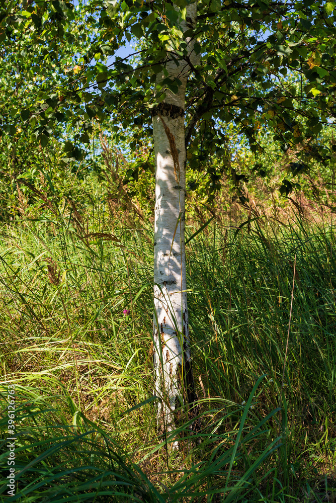 Fototapeta premium A beautiful young Karelian birch tree in thickets at the edge of a forest